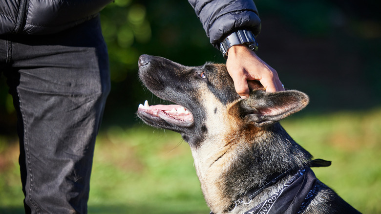 Someone in a black jacket petting a German shepherd.