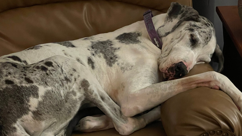 A Great Dane sleeping on a brown couch.