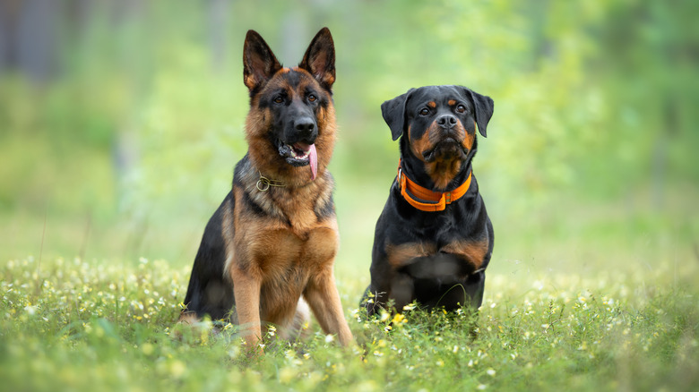 A German shepherd and Rottweiler, two strong dog breeds