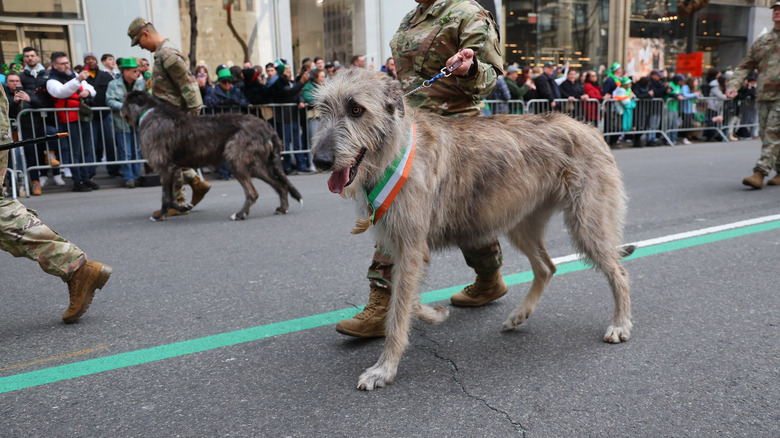 An Irish wolfhound walking in a parade.