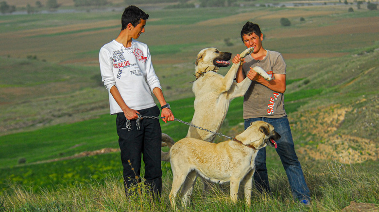 Two young men playing with two Kangal shepherd dogs on a grassy hill.