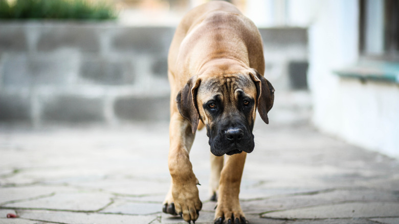 A large brown mastiff puppy walking on a cobblestone floor.