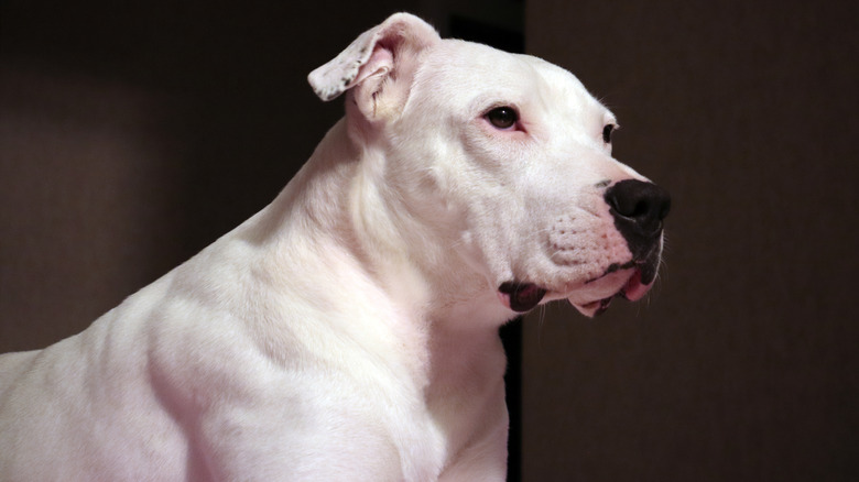 A pure-white and muscular Dogo Argentino standing indoors.
