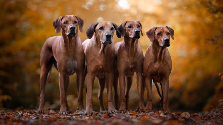 Four Rhodesian ridgebacks standing in a row outdoors.