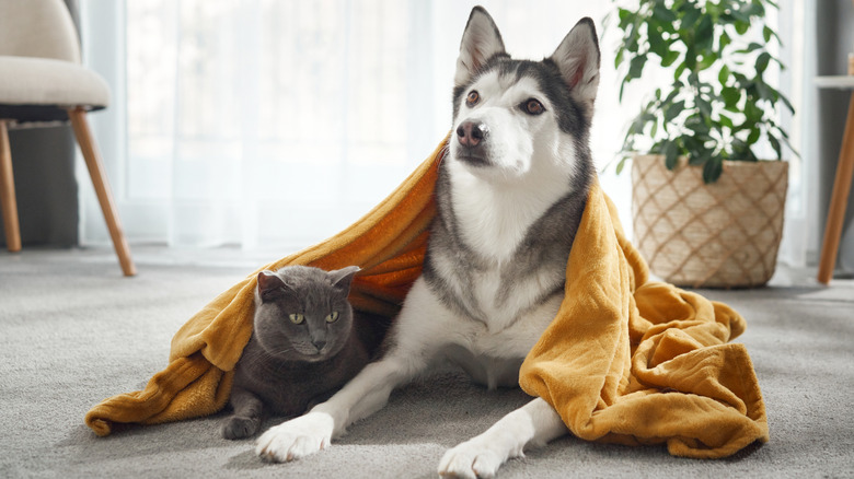 A Siberian husky and a gray cat sitting under an orange blanket indoors.