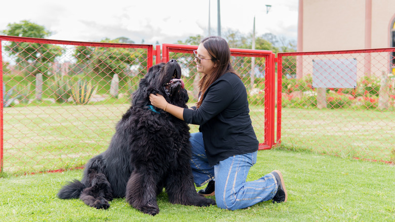A smiling woman in sunglasses petting a Newfoundland dog on a fenced field.