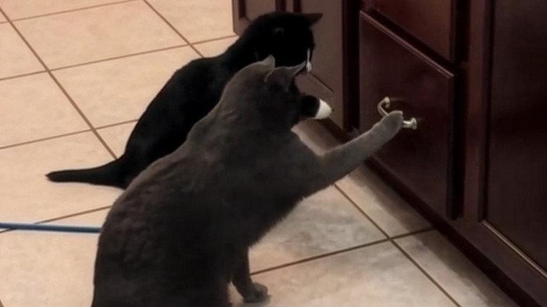 Two cats pawing at a closed drawer in the kitchen