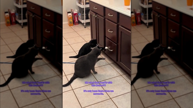 Two cats pawing at a closed drawer in the kitchen
