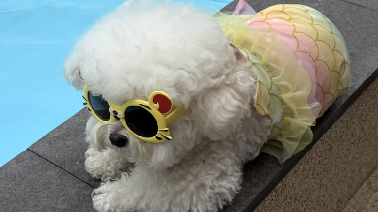 A Bichon Frise donning sunglasses and a mermaid suit on Instagram.