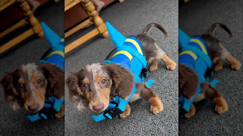 Ryder the dachshund shows off a shark-inspired swim vest on Instagram.