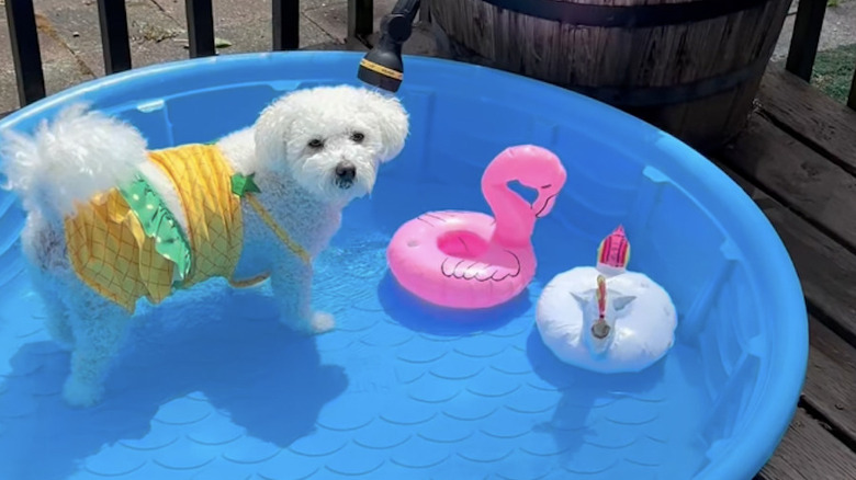 Aly the Bichon Frise from Instagram enjoys the pool.