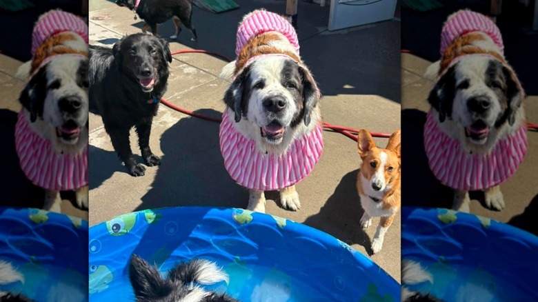 Dogs at a doggy day care getting ready for a dip in a kiddie pool on Instagram.