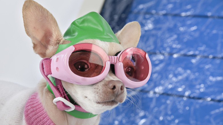 A small dog dressed in goggles and swim hat at a pool.