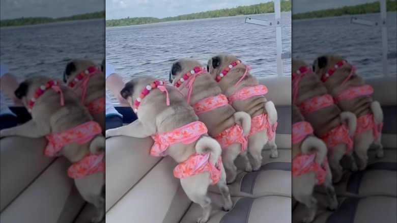 Three pugs in bikinis on a boat on Instagram.
