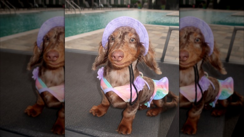 Mini dachshund poolside in a bikini and hat on Instagram.