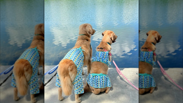 Two dogs named Corrin and Nacho dressed for the pool on Instagram.