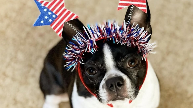 A Boston terrier from Instagram wears patriotic deely bobbers.
