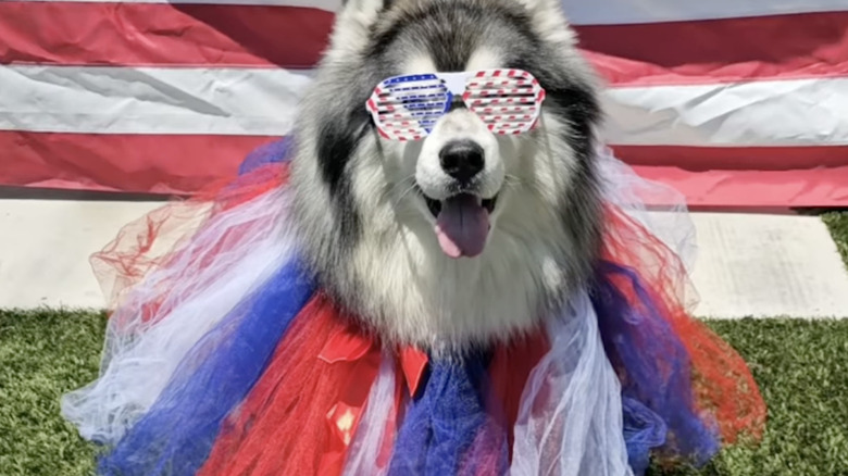 A husky from Instagram wears a big red-white-and-blue tutu and a pair of sunglasses.