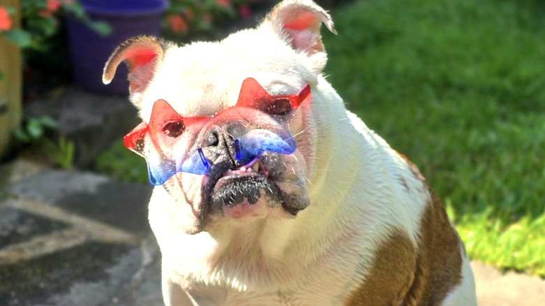 A bulldog named Wylie from Instagram wears a pair of star-shaped sunglasses.