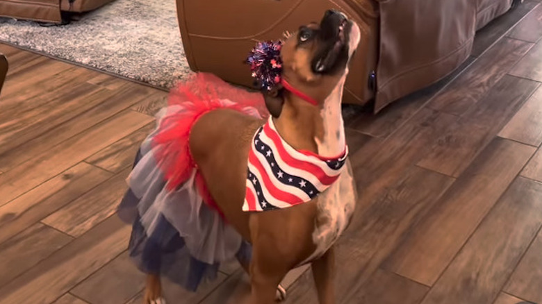 Dolly the boxer from Instagram all dolled up for July 4.