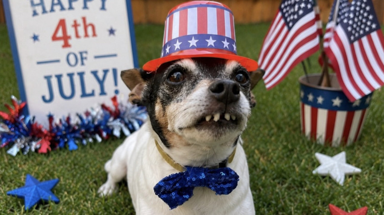 A rat terrier named Gus Calhoun got dressed up for the 4th of July.