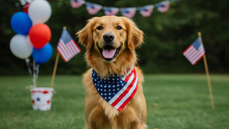 A happy dog is ready to celebrate the 4th of July with an America-themed backdrop.