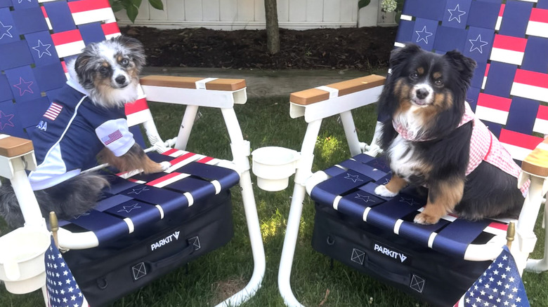 Two toy Aussies from Instagram sit on American flag-themed lawn chairs.
