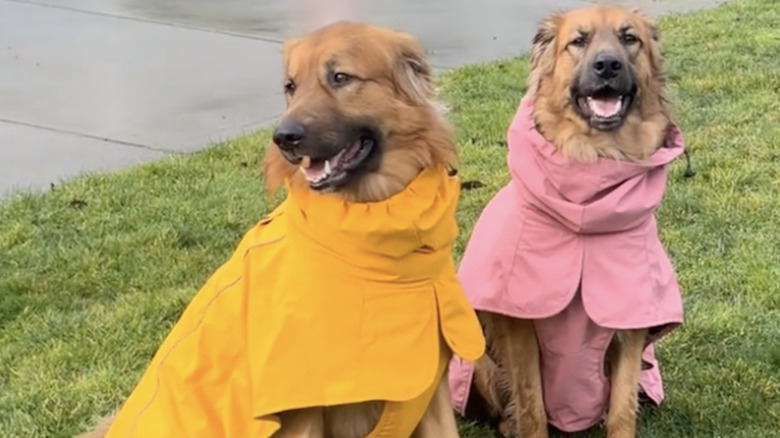 Two golden shepherd mix dogs wearing raincoats in the rain on TikTok.