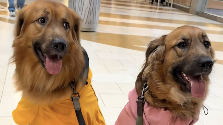 Two golden shepherd mix dogs wearing raincoats at the mall on TikTok.