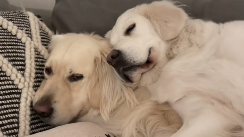 Two golden retrievers from TikTok love napping together.