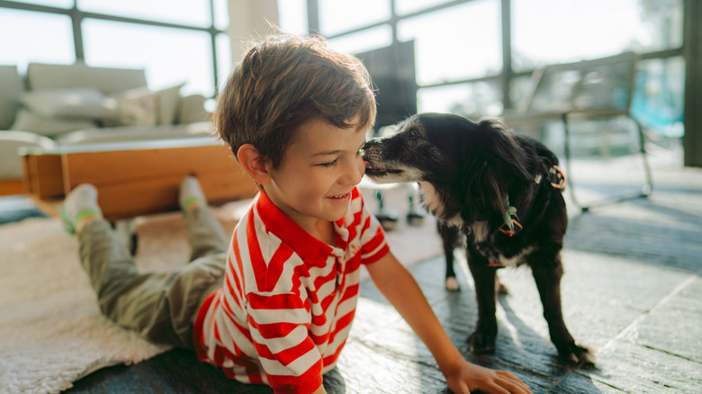 Little boy playing on floor while small dog licks his face.