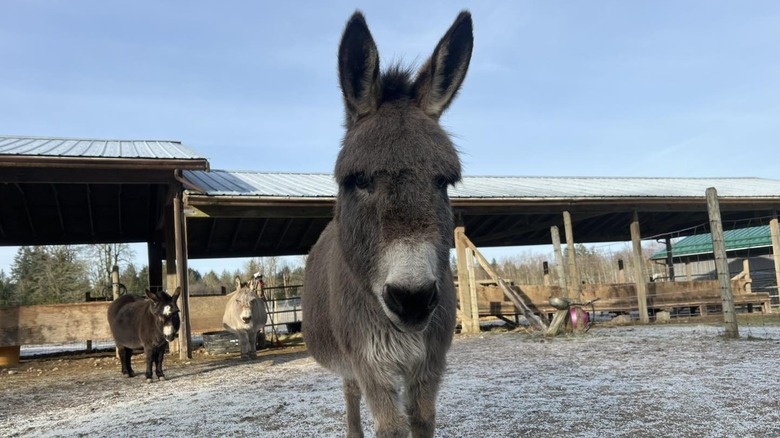 Donkey in foreground, two other donkeys in background