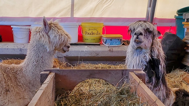 Two alpacas lying down near each other in a barn
