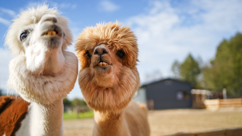 Closeup of two young alpacas