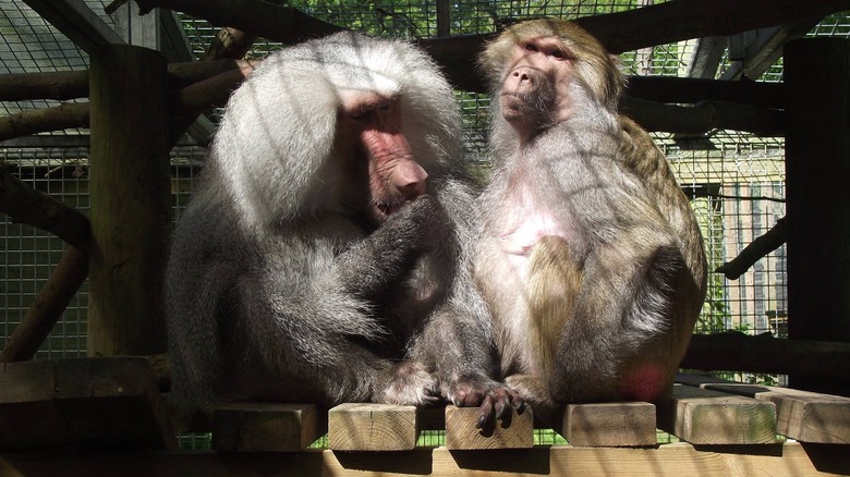 Two baboons grooming each other