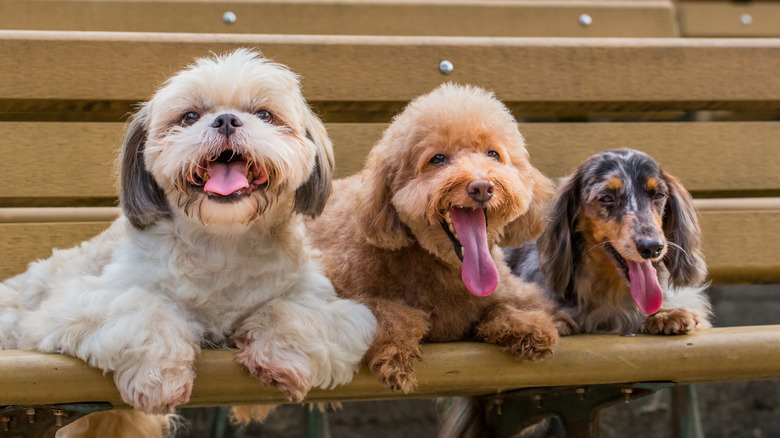 A dachshund sitting with a toy poodle and Shih tzu