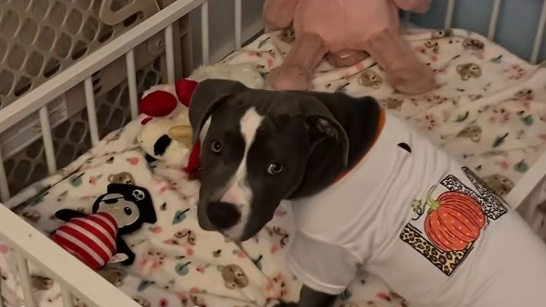 Dog dressed in pajamas in a small bed