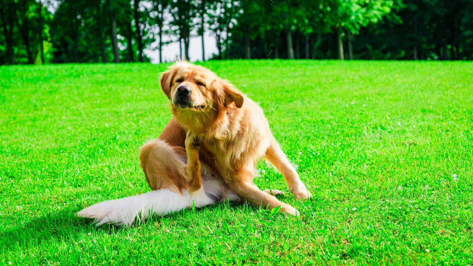 View of These Symptoms Are Warning Signs That Your Dog Has Allergies (And How ...