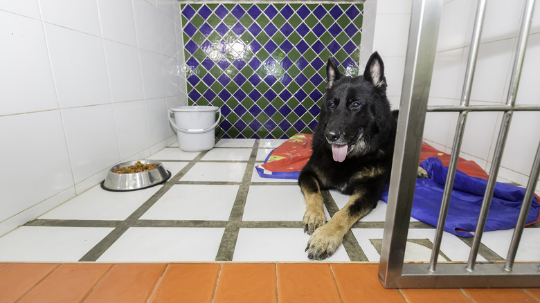 A dog at a boarding facility.