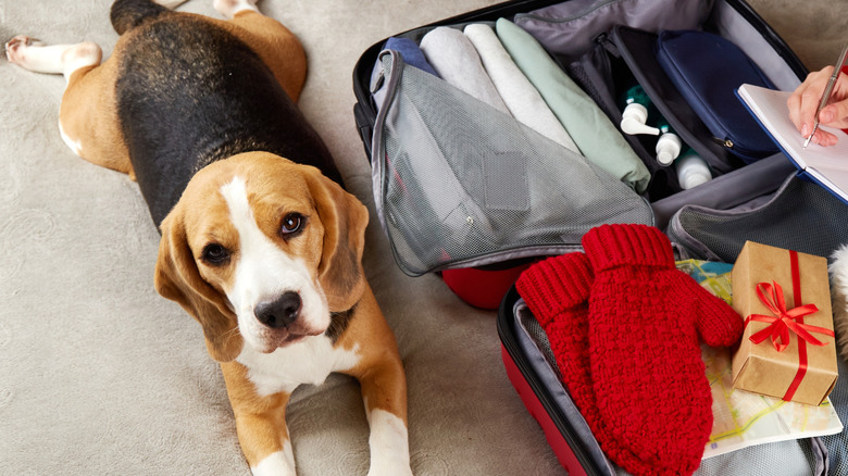 Sad-eyed dog lays by open suitcase.