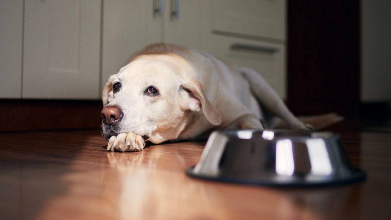 Sad-eyed dog waiting to be fed.