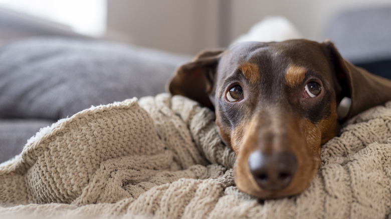 A sad-eyed dog resting head on blanket.
