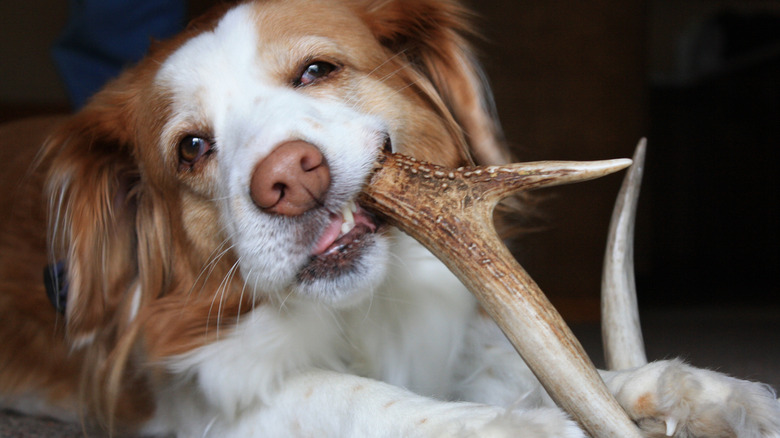 Dog lying down while chewing an antler bone