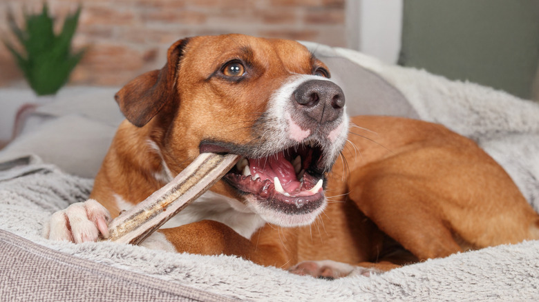 Dog chewing antler bone on dog bed indoors