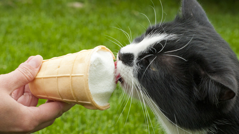 Person feeding cat ice cream on a cone outside