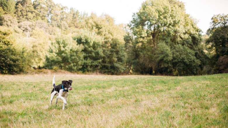Dog roaming outdoors with woods in background.