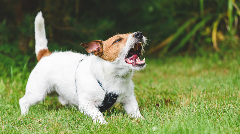 A Jack Russell terrier snarling in a yard