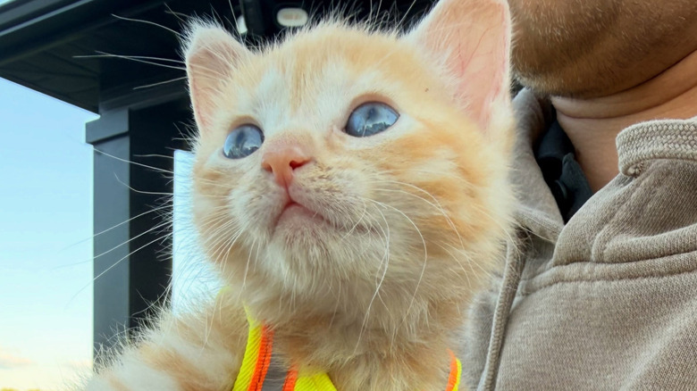 Ginger kitten wearing a high-visibility safety vest