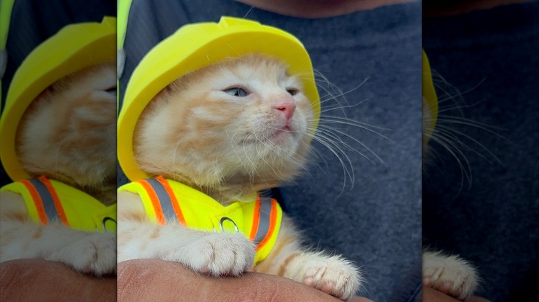 Ginger kitten wearing a high-visibility safety vest and hard hat