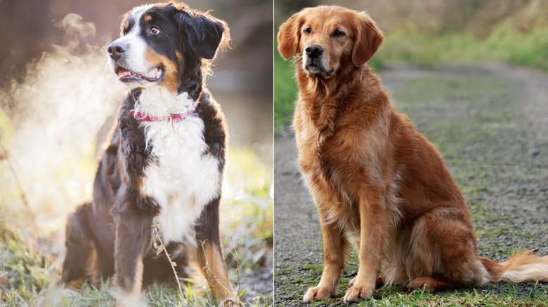 A side by side photo of a Bernese mountain dog and golden retriever